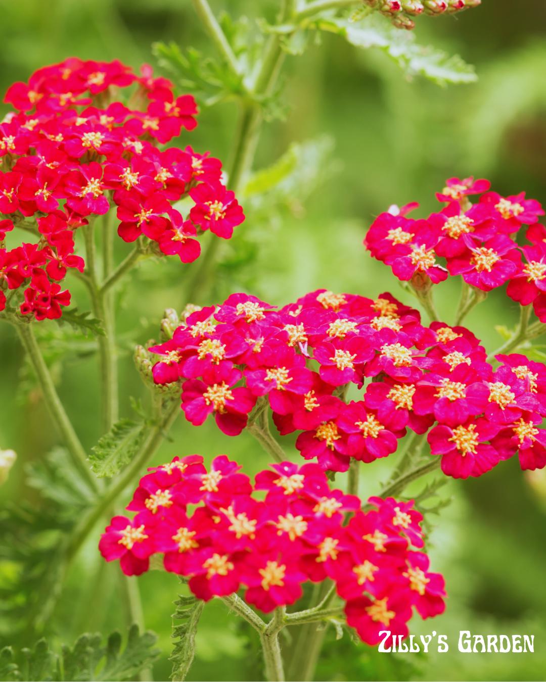 Ruby Yarrow Seeds