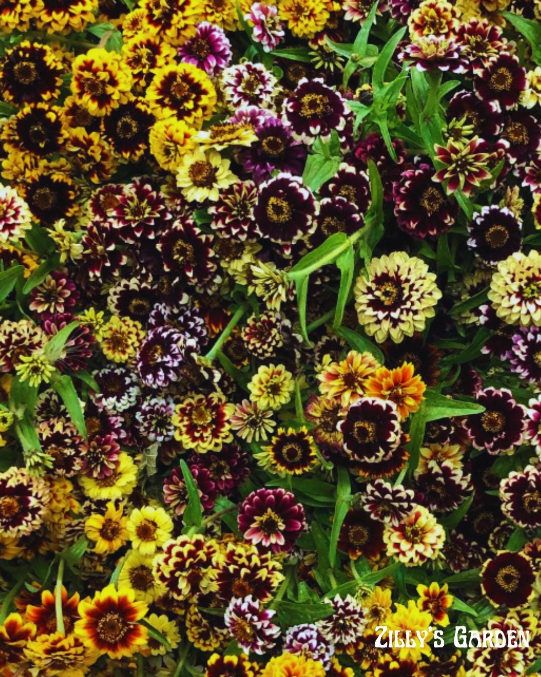 Persian Carpet Zinnia Seeds