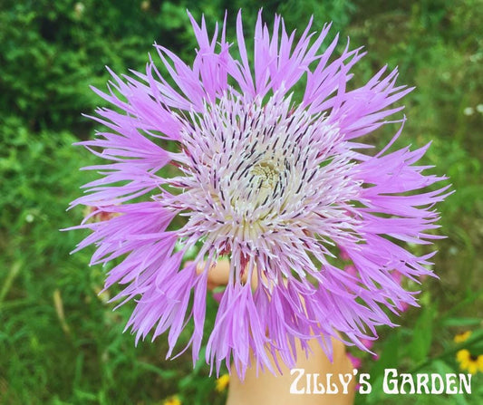 American Basketflower Seeds