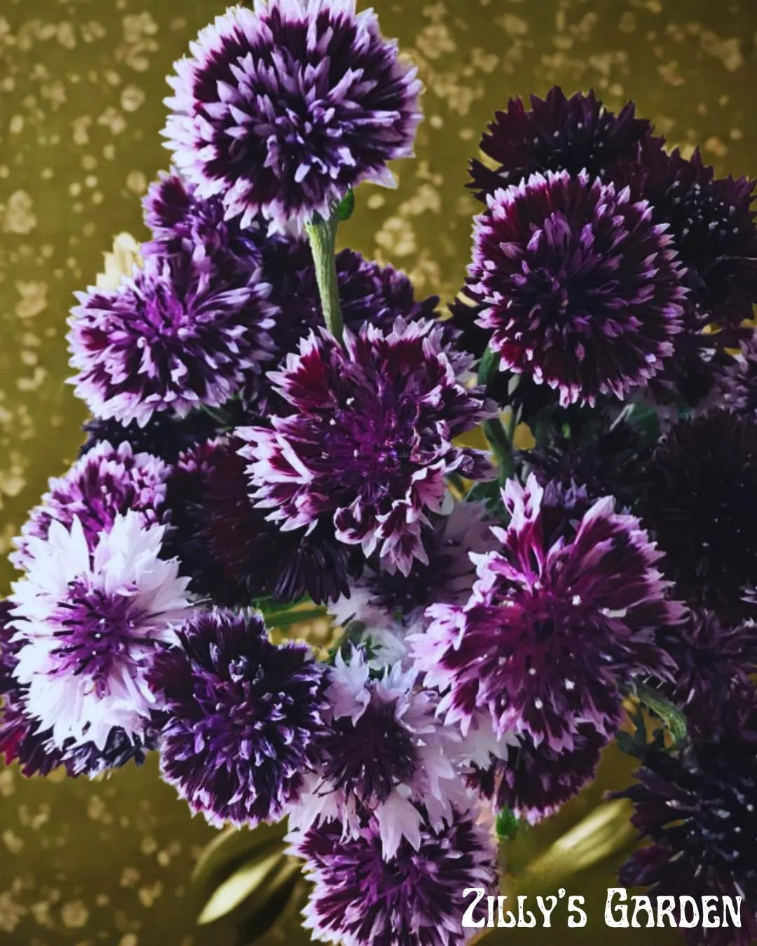 Classic Magic Bachelor Button Seeds