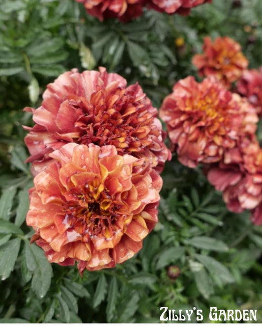 Strawberry Blonde Marigold Seeds