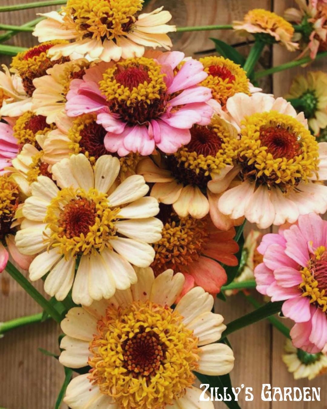 Zinderella Peach Zinnia Seeds