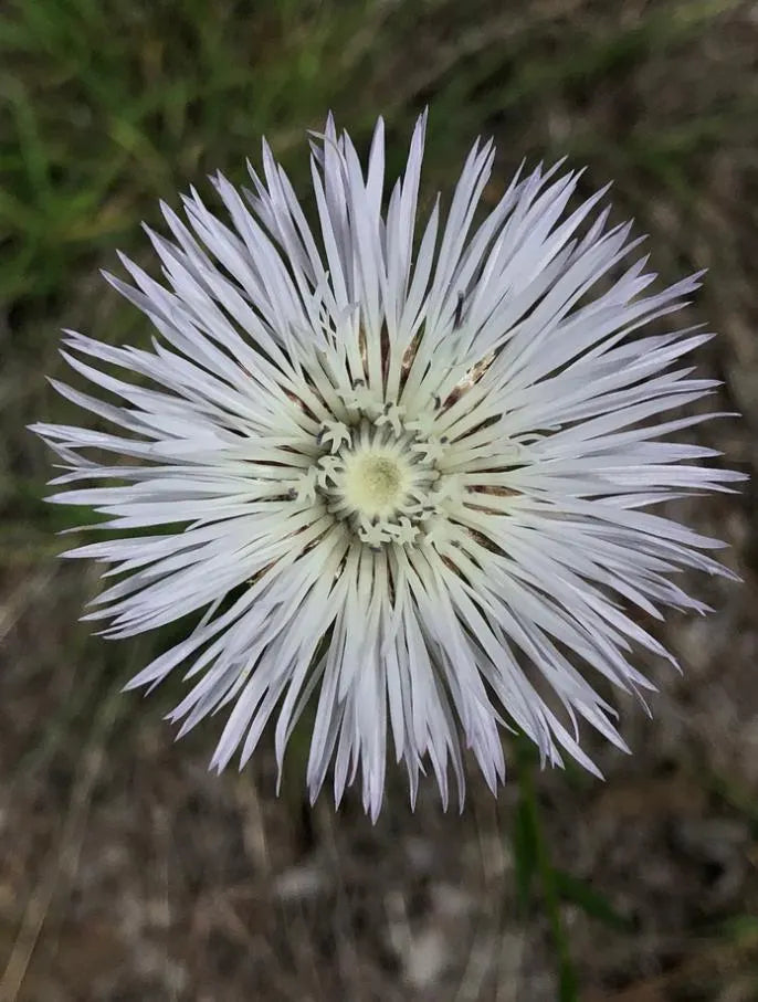 White American Basket Flower