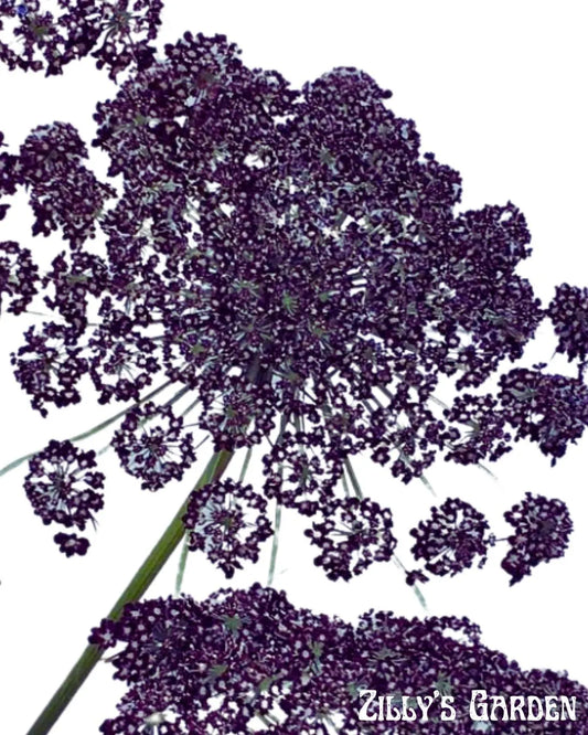 Chocolate Ammi Seeds