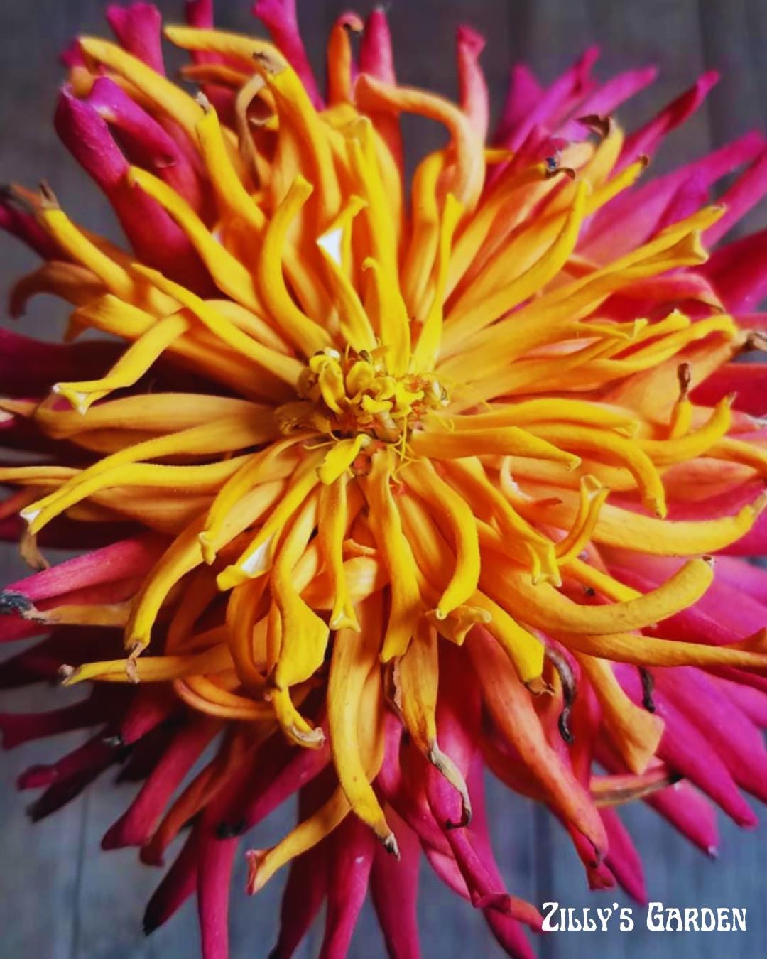 Cactus Mix Zinnia Seeds