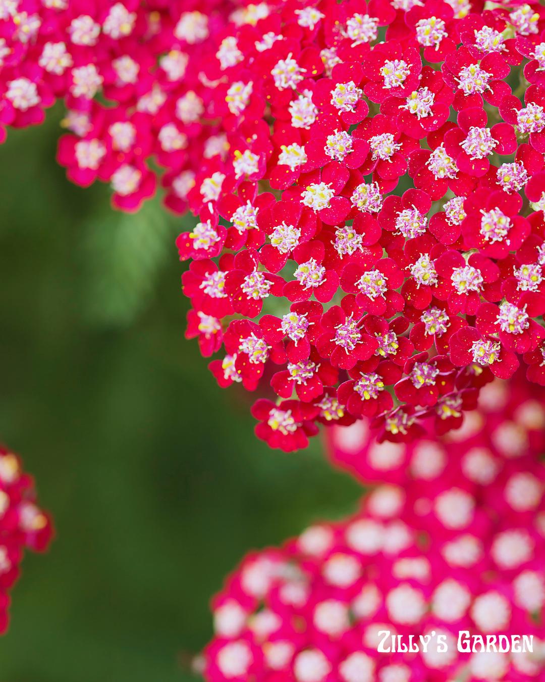 Ruby Yarrow Seeds