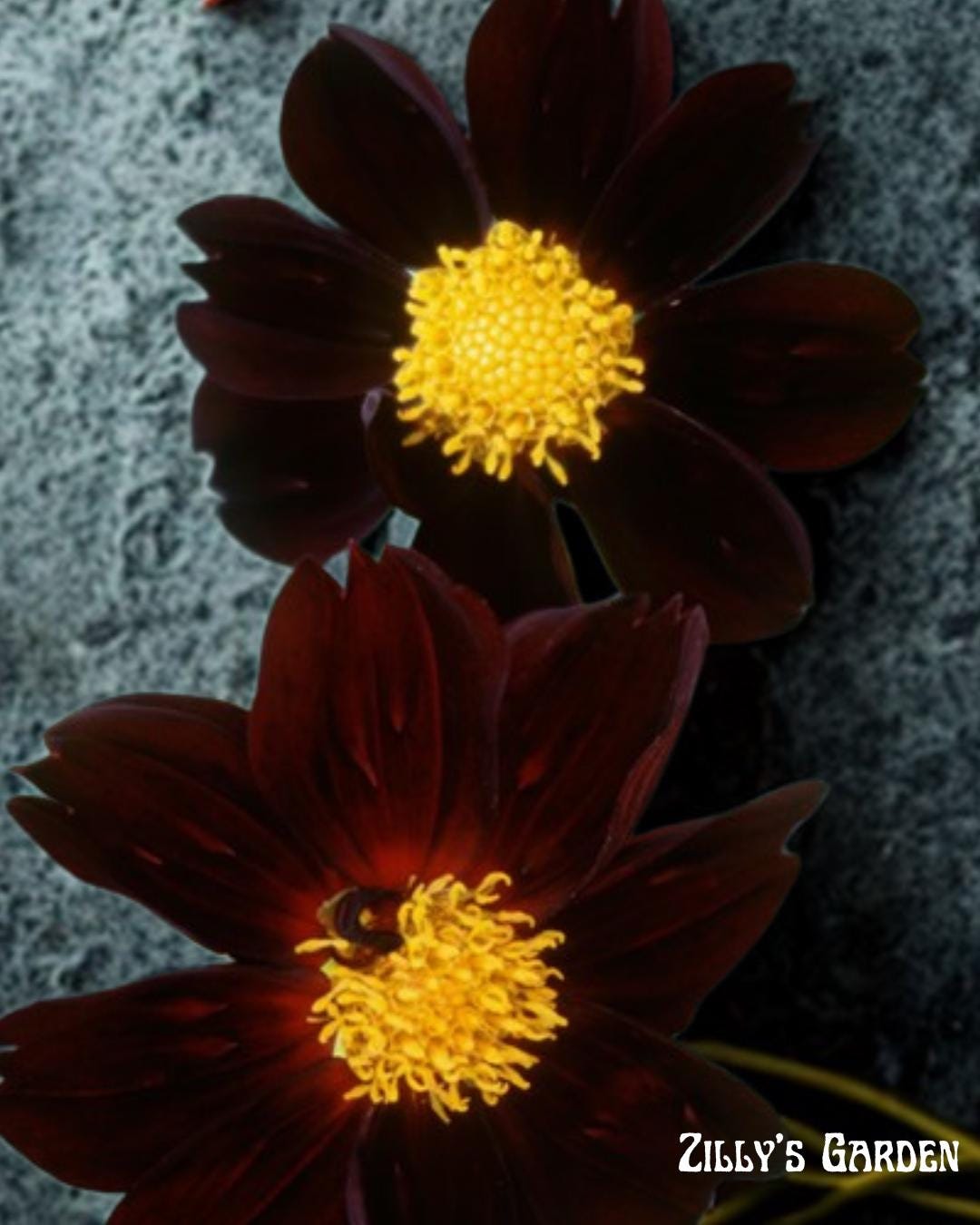 Black Beauty Dahlia Seeds