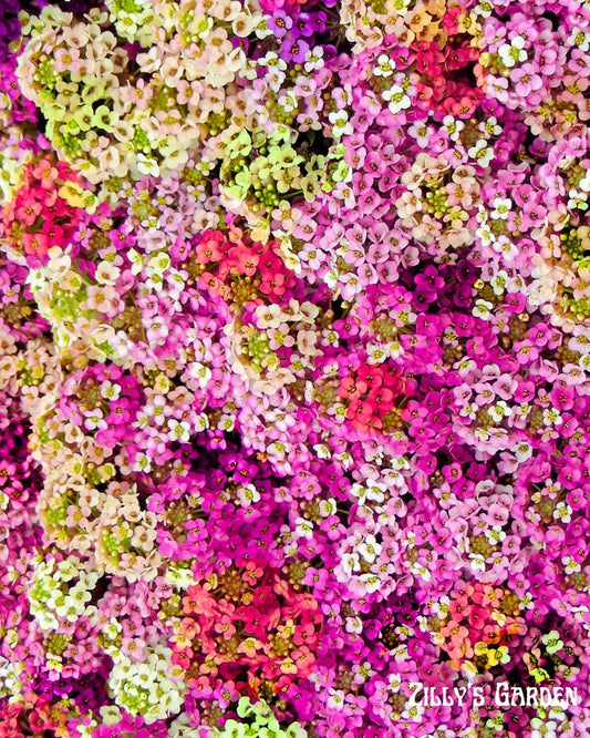Aphrodite Alyssum Seeds