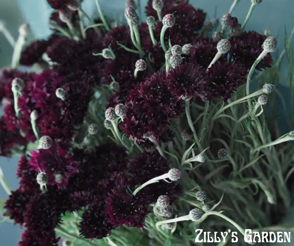 Black Bachelor Button Seeds