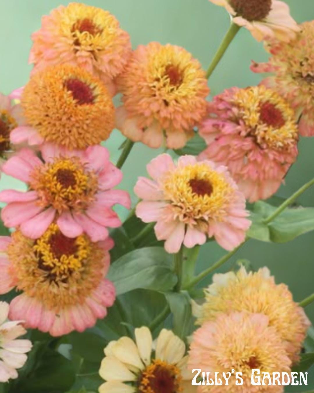 Zinderella Peach Zinnia Seeds