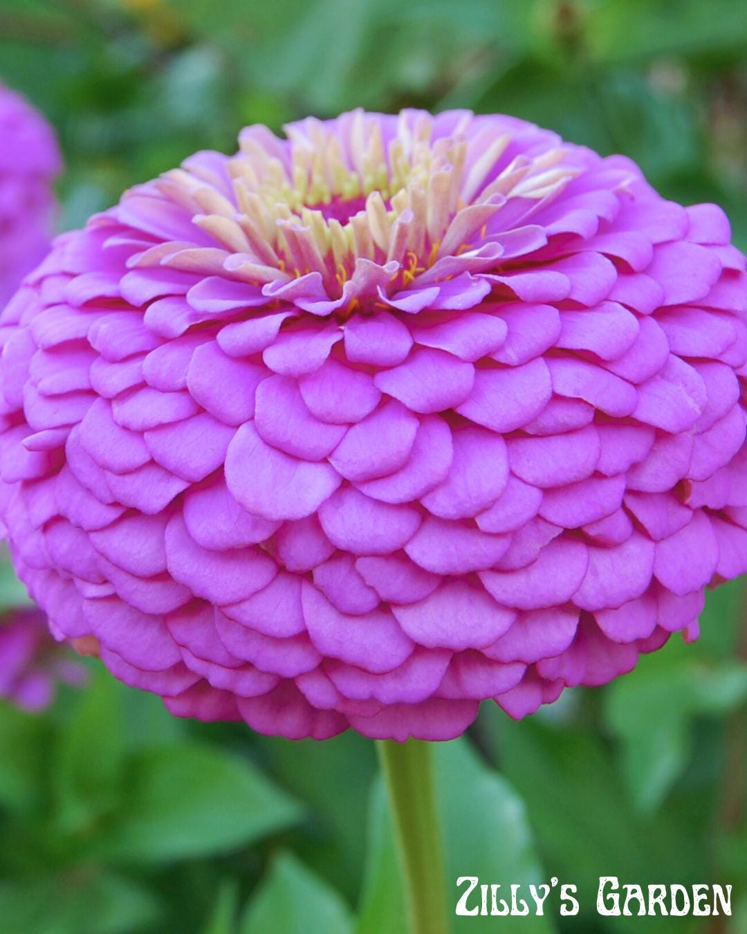 Benary’s Giant Lilac Zinnia Seeds