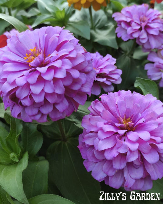 Benary’s Giant Lilac Zinnia Seeds