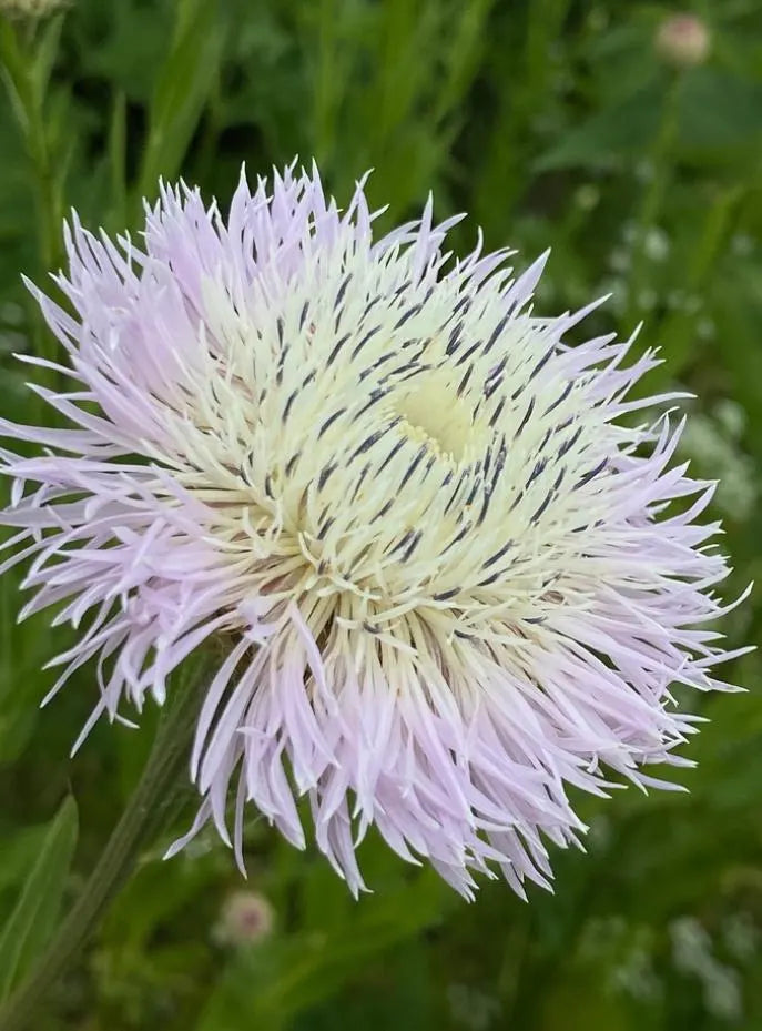 White American Basket Flower