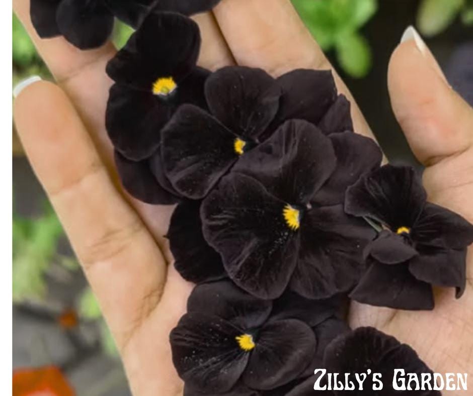 Atlas Black Pansy Seeds
