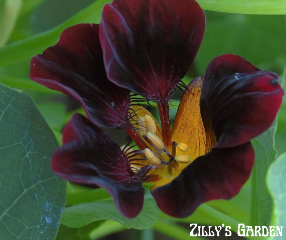 Black Velvet Nasturtium