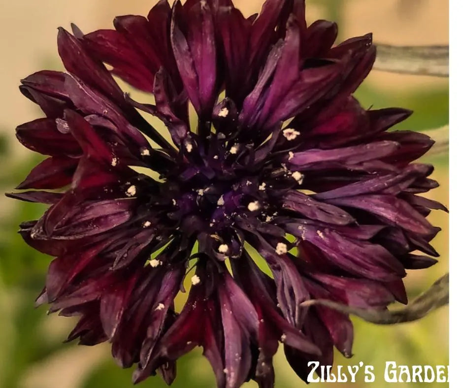 Black Bachelor Button Seeds