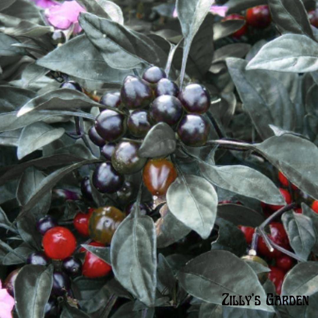 Black Olive Ornamental Pepper Seeds