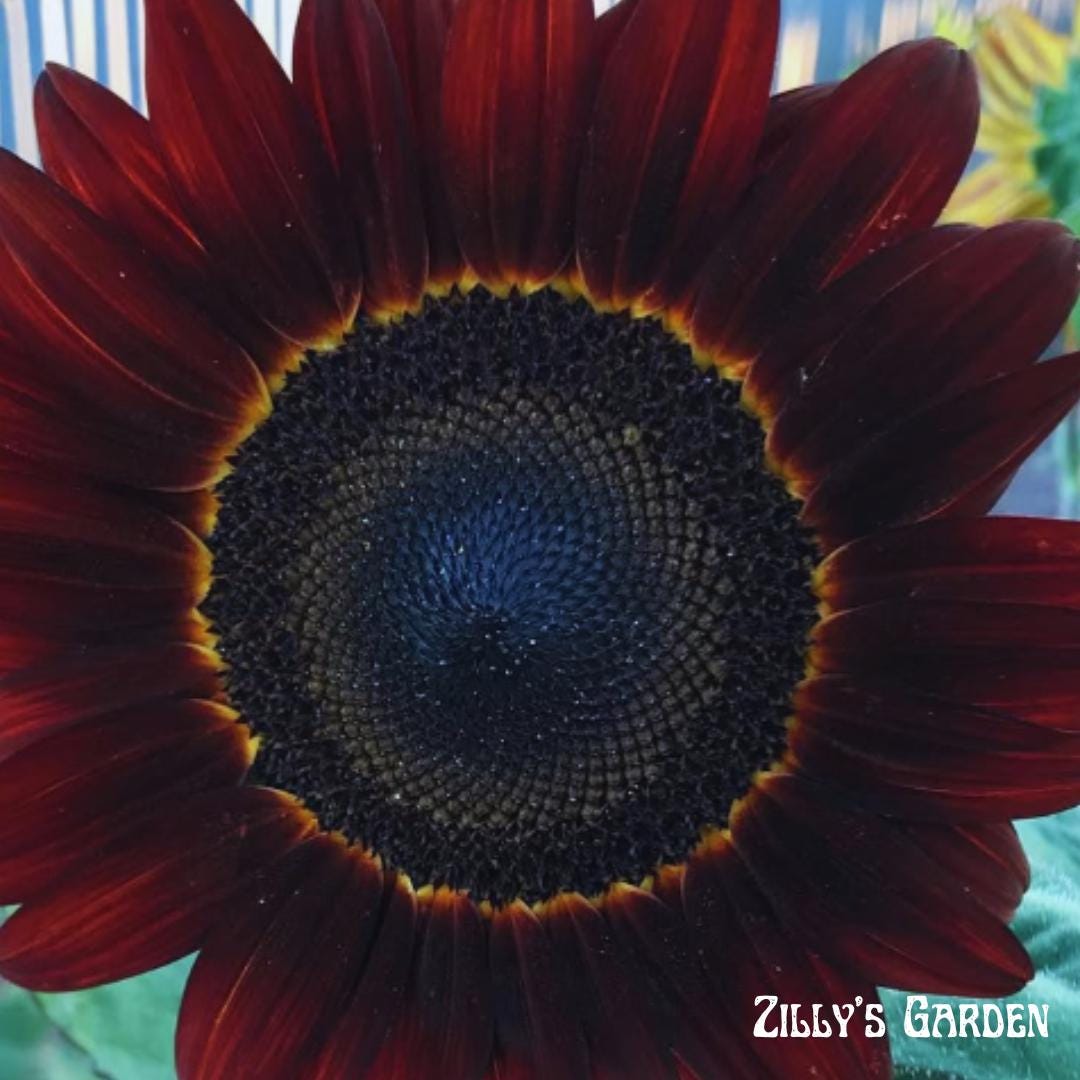 Moulin Rouge Sunflower Seeds