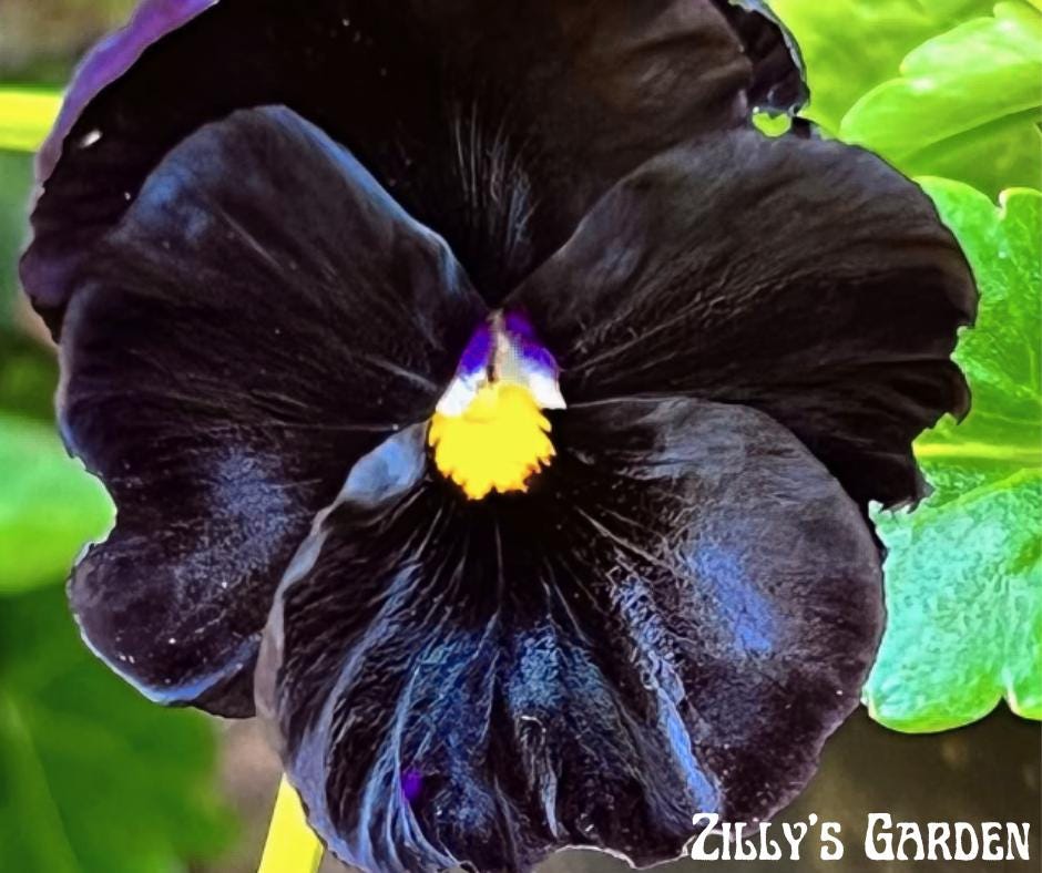Atlas Black Pansy Seeds