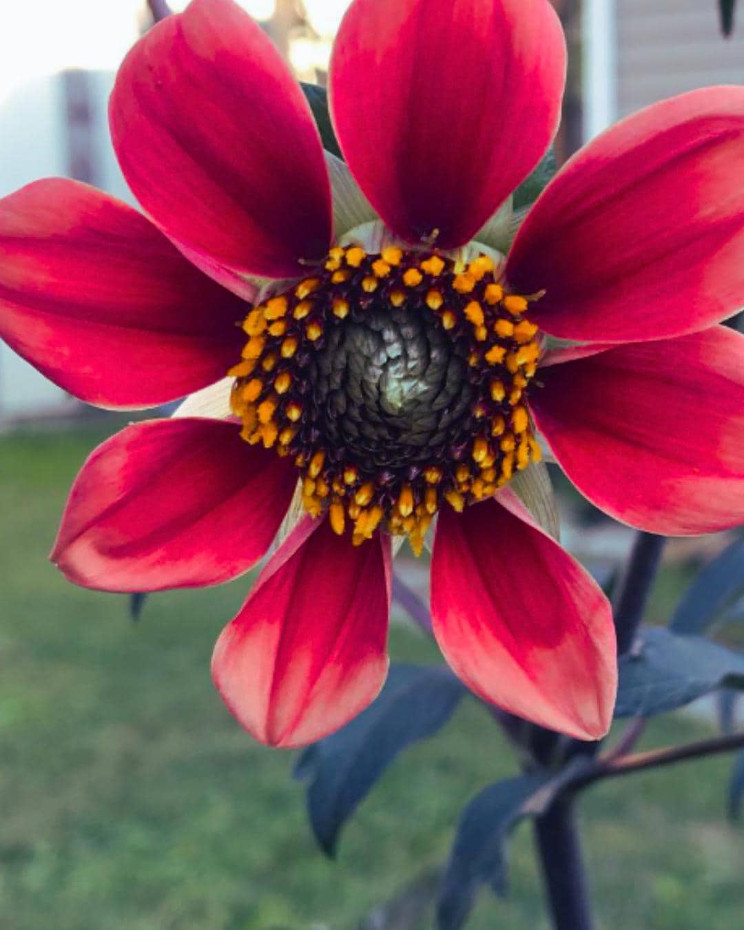 Bishops Children Dahlia