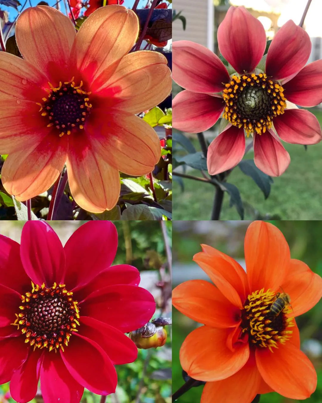 Bishops Children Dahlia