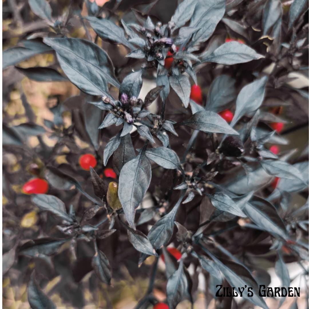 Black Olive Ornamental Pepper Seeds