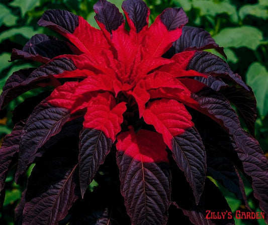 150+ Amaranth 'Molten Fire' Seeds