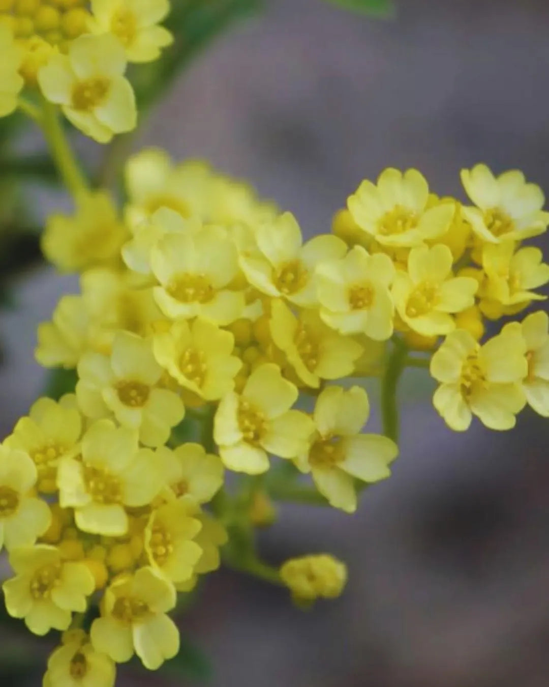 Basket of Gold Seeds
