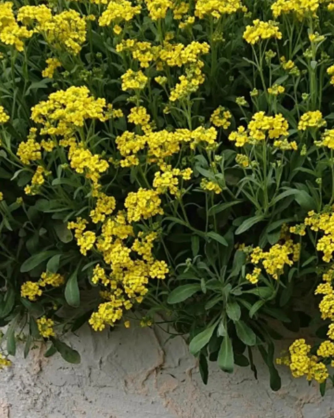 Basket of Gold Seeds