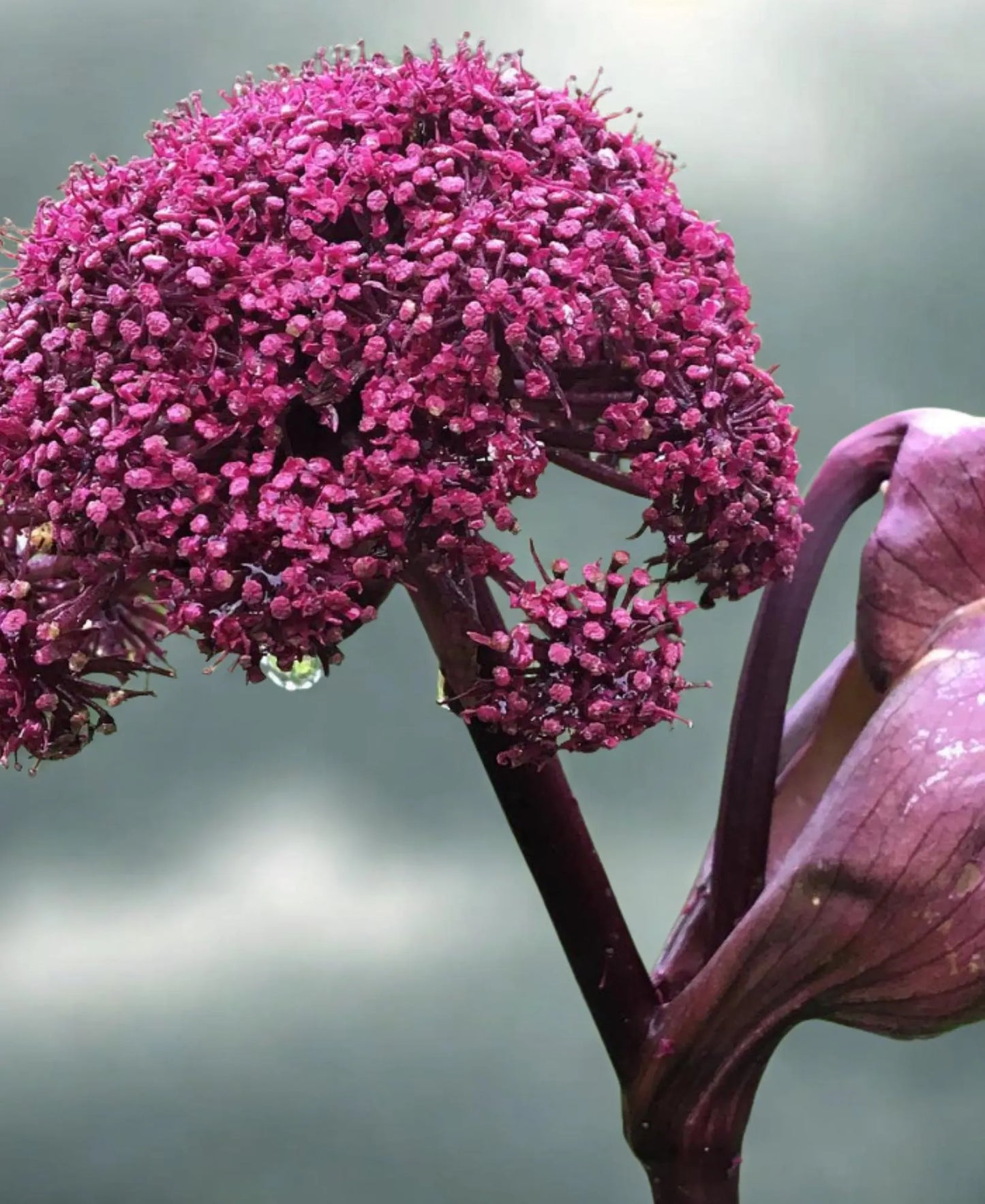 Angelica Gigas Seeds