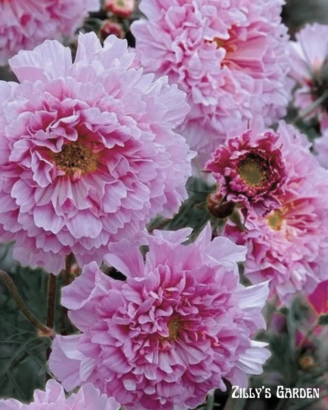 Double Dutch Rose Cosmo Seeds