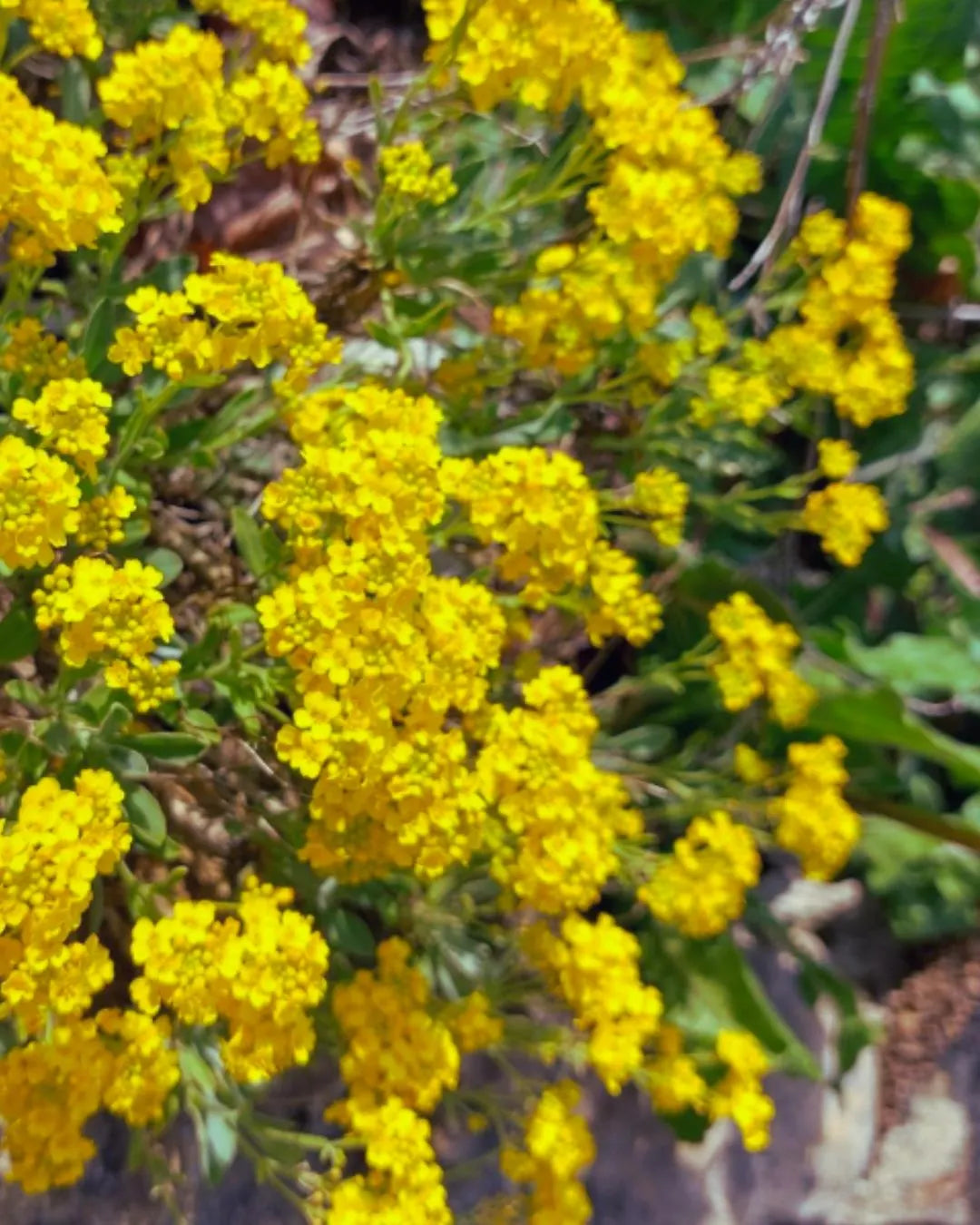 Basket of Gold Seeds