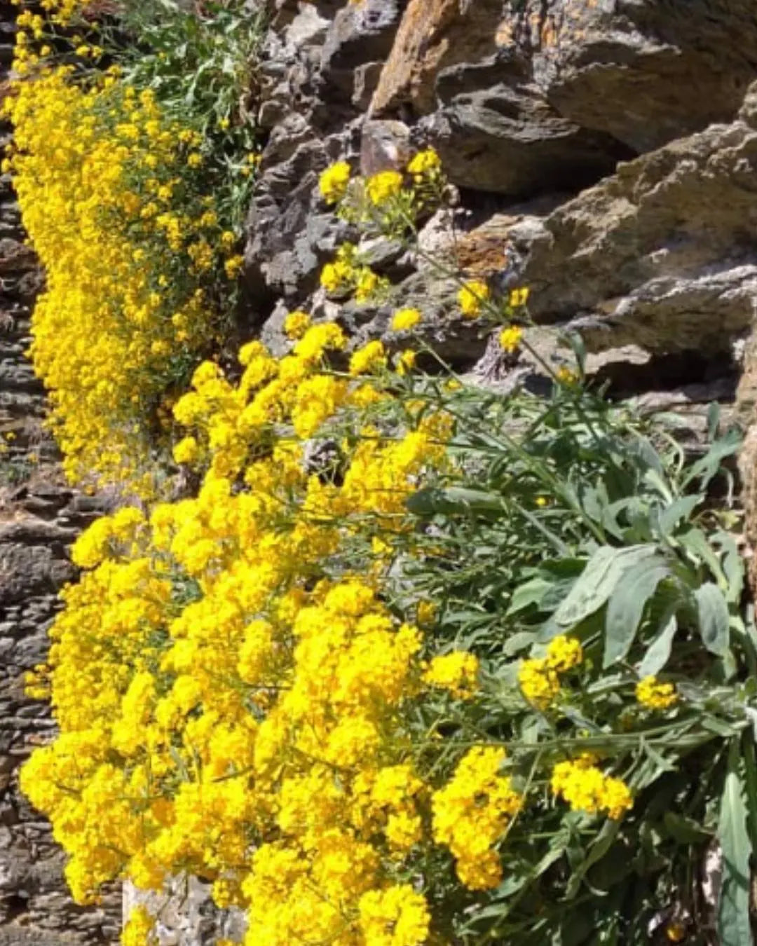 Basket of Gold Seeds