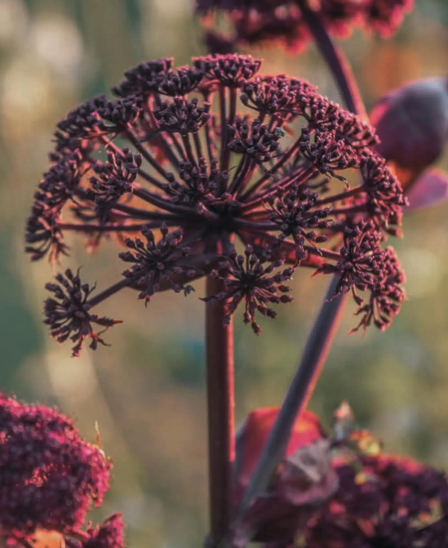 Angelica Gigas Seeds