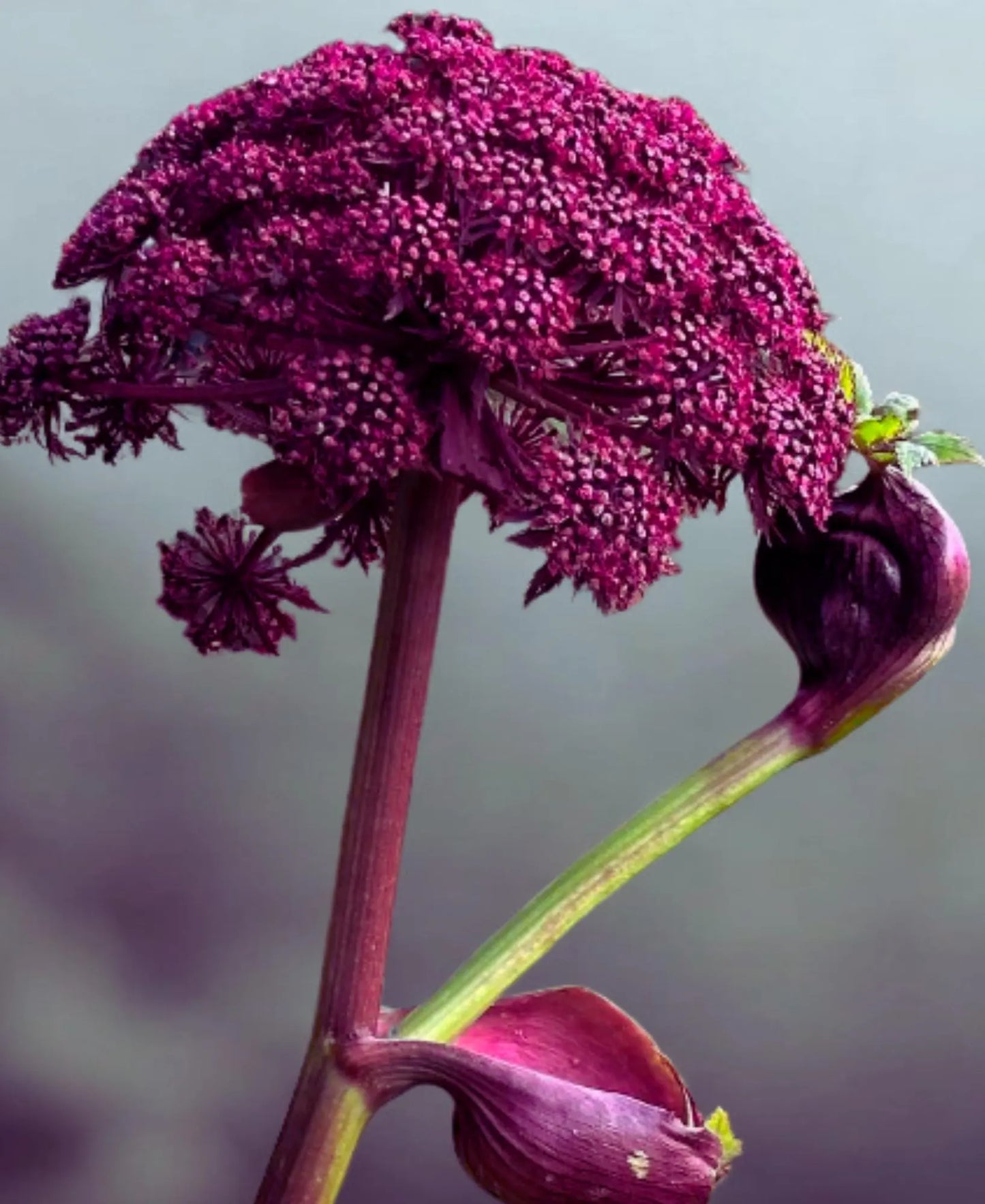 Angelica Gigas Seeds