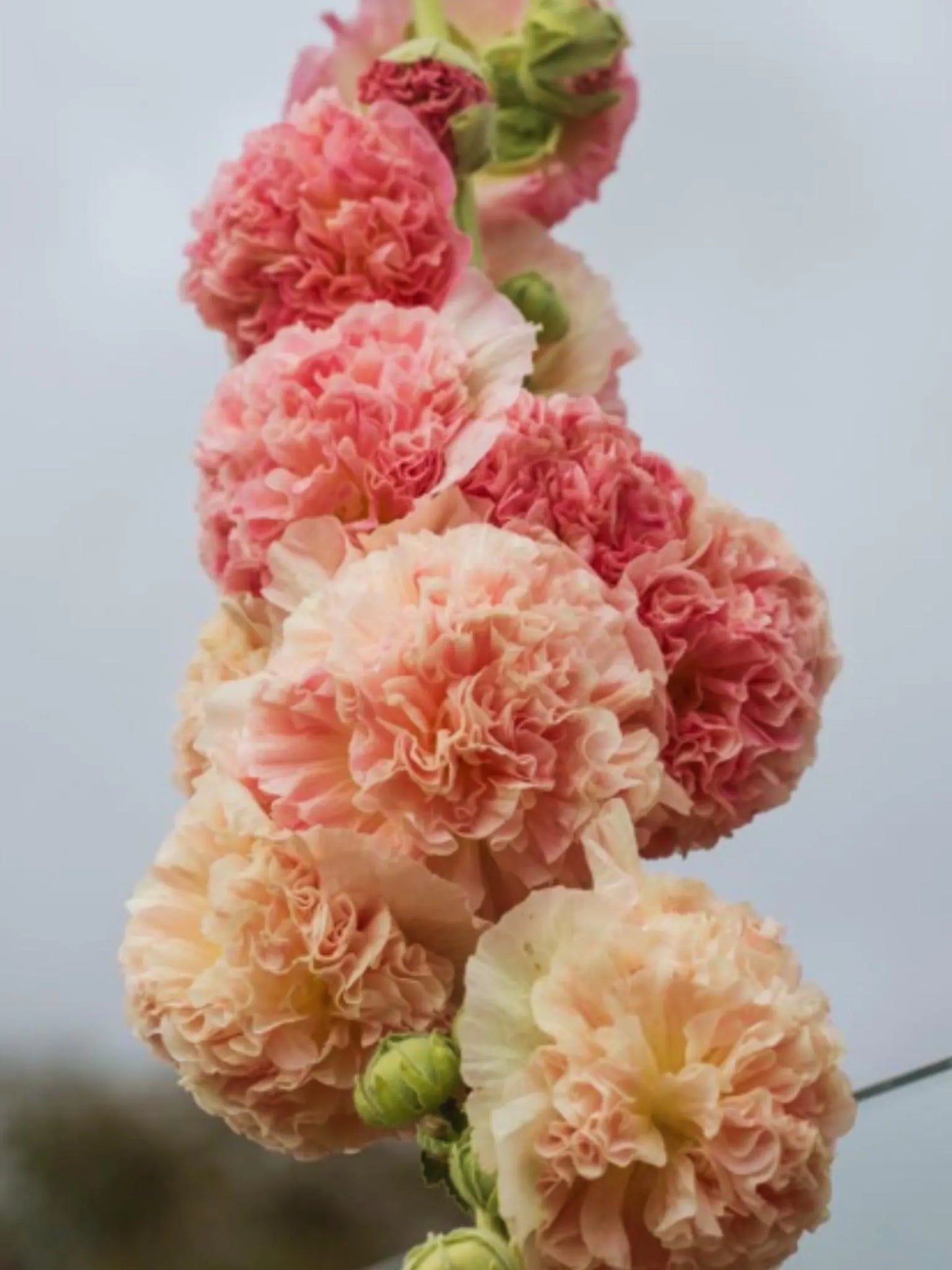 Chater's Double Salmon Hollyhock Seeds