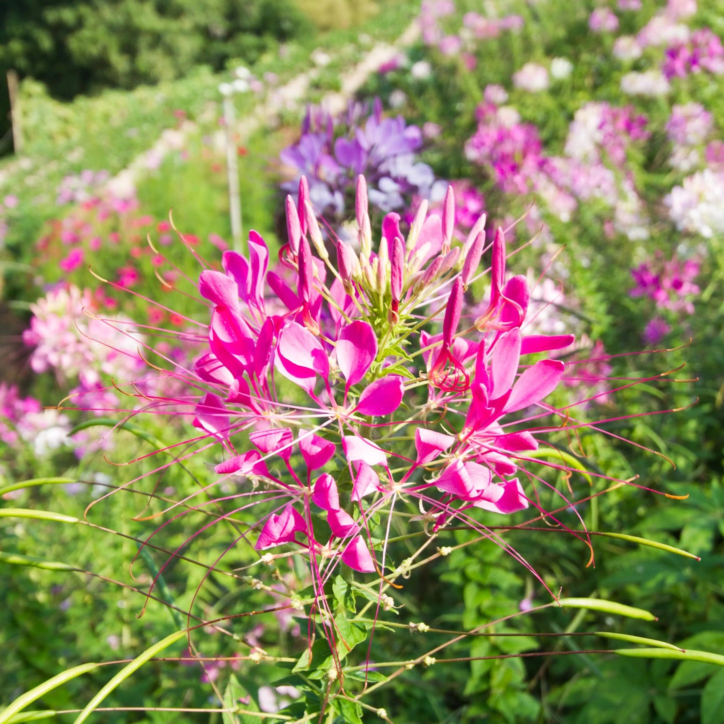 Queen Mix Cleome Seeds