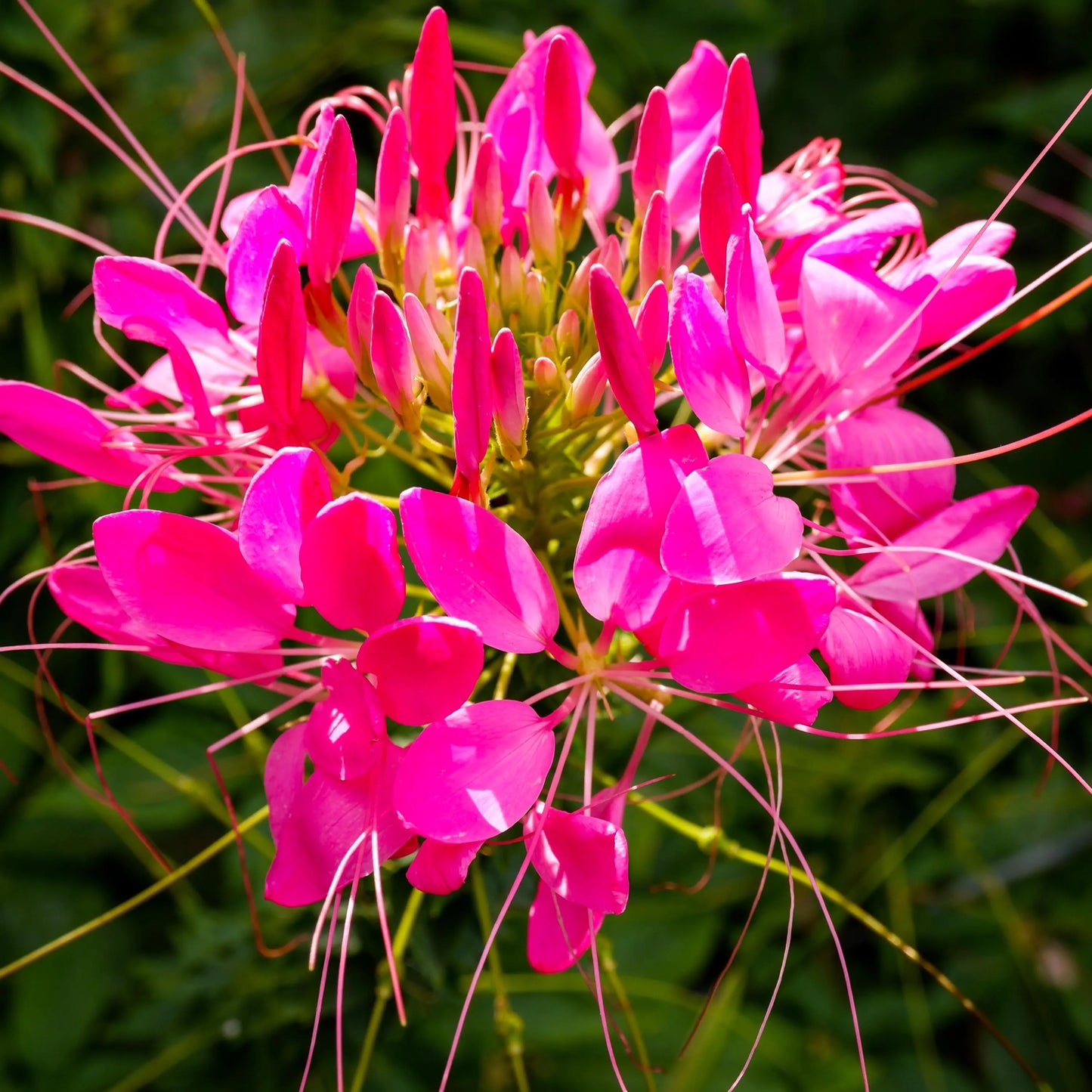 Queen Mix Cleome Seeds