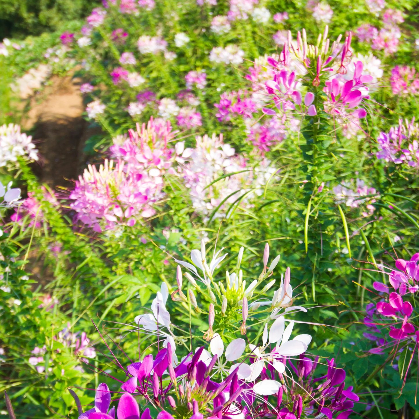 Queen Mix Cleome Seeds