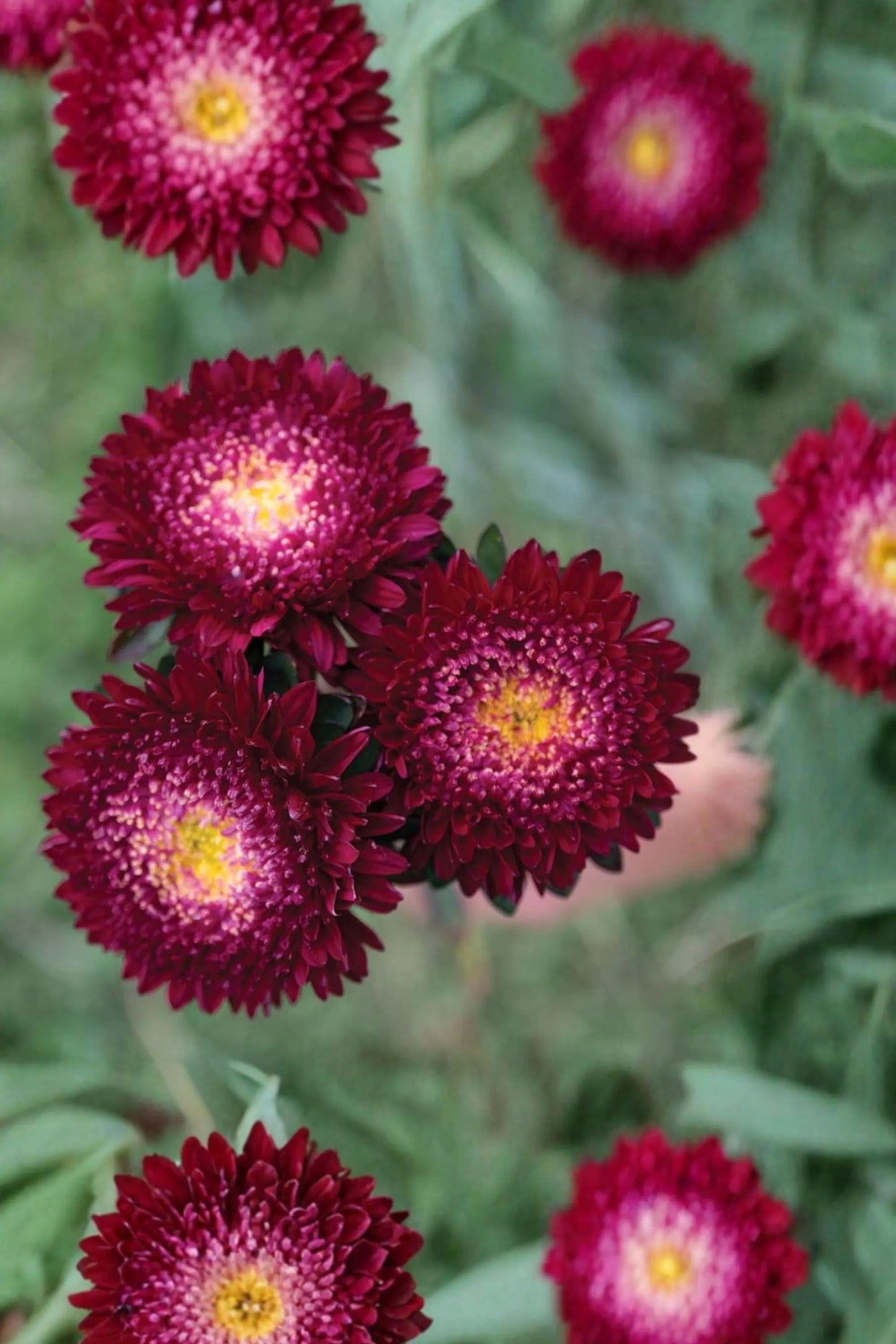 Azumi XL Red Aster Seeds