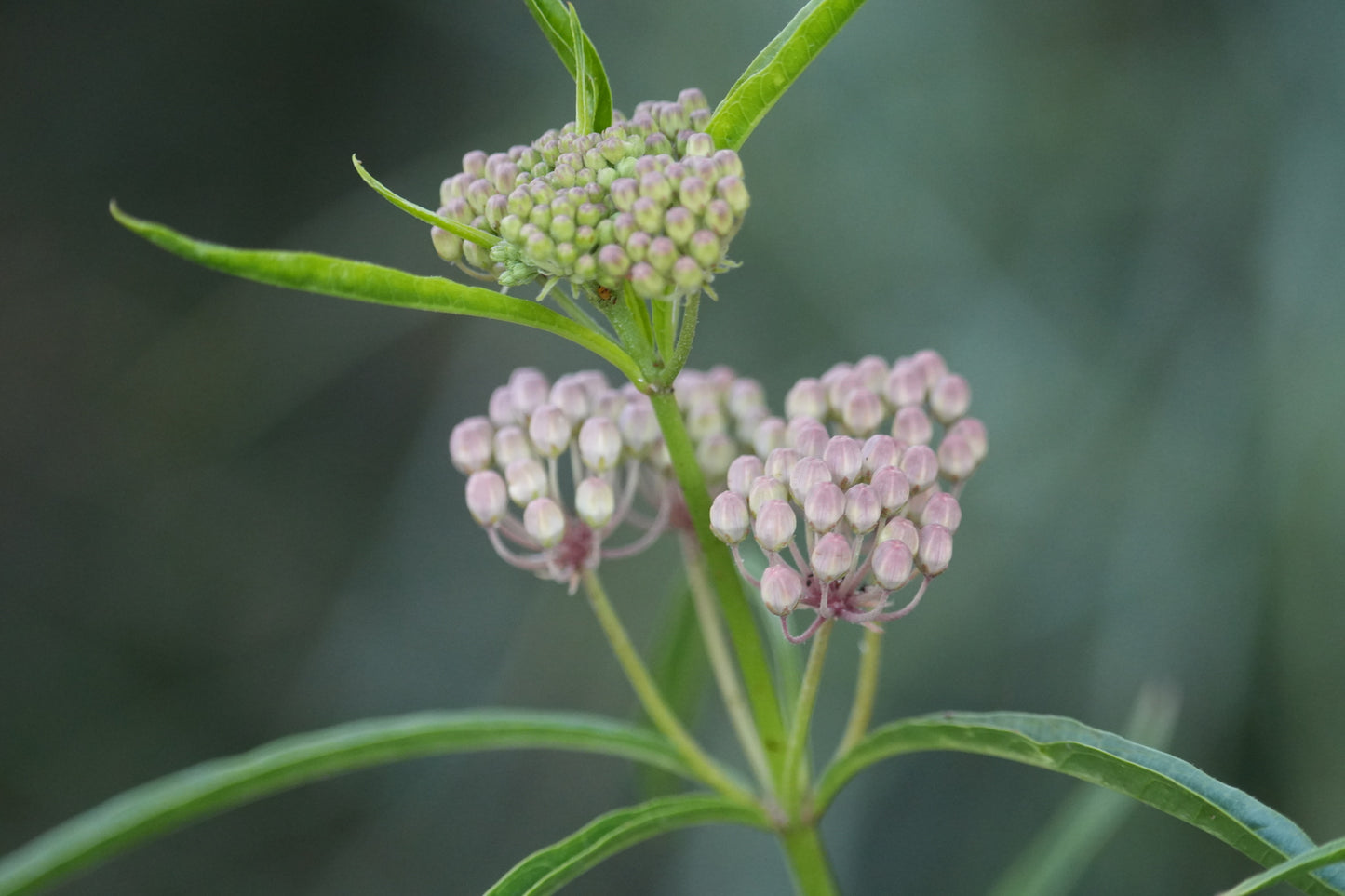 Narrowleaf Milkweed Seeds