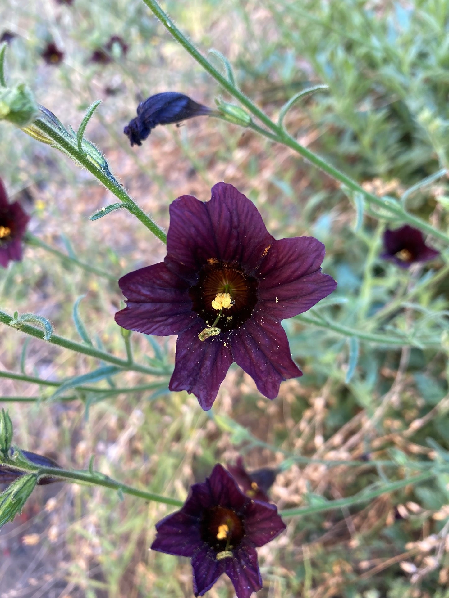 Black Trumpet Salpiglossis Seeds