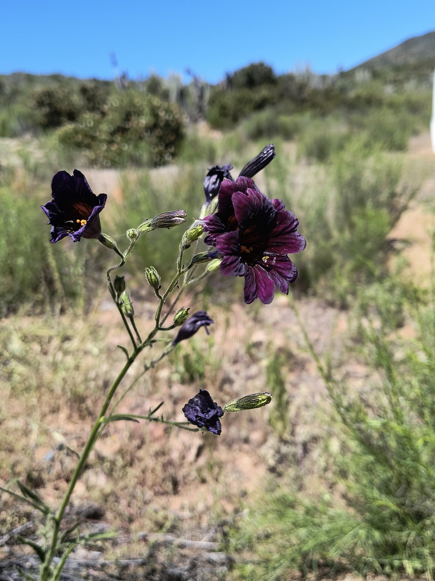 Black Trumpet Salpiglossis Seeds